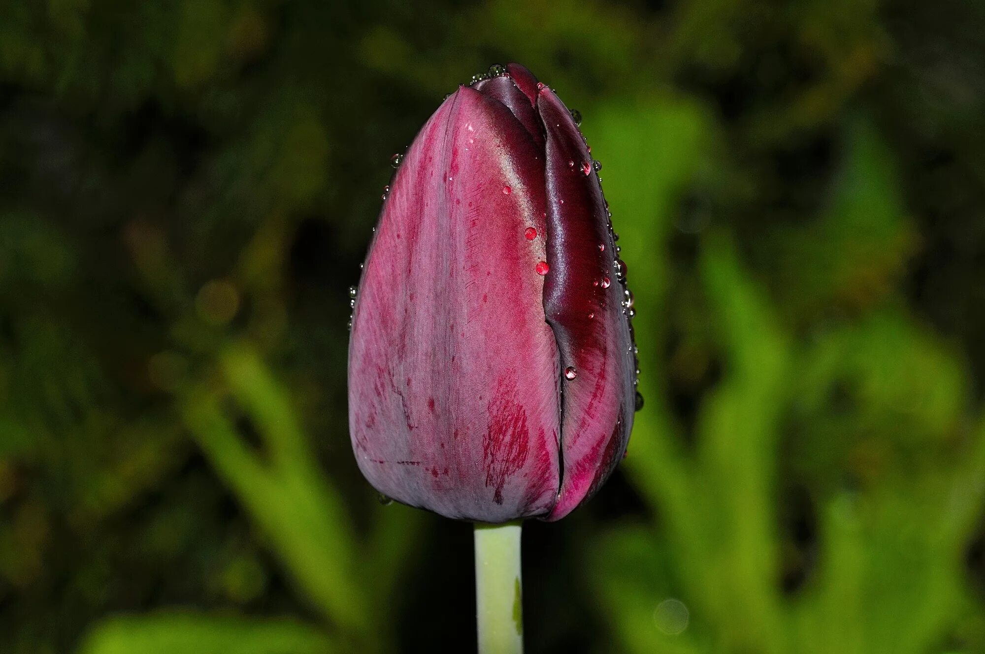 Тюльпан Пурпл Кристалл. Тюльпан Нордкап. Tulipa kaufmanniana бутон. Тюльпан оритиевидный. Цветы запри