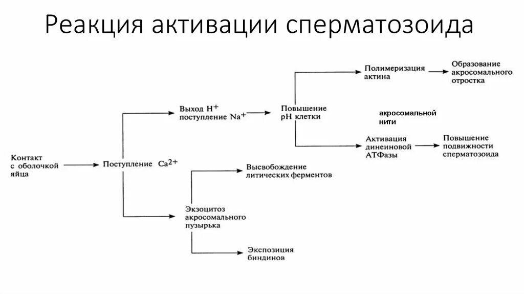 Реакция активации снижена