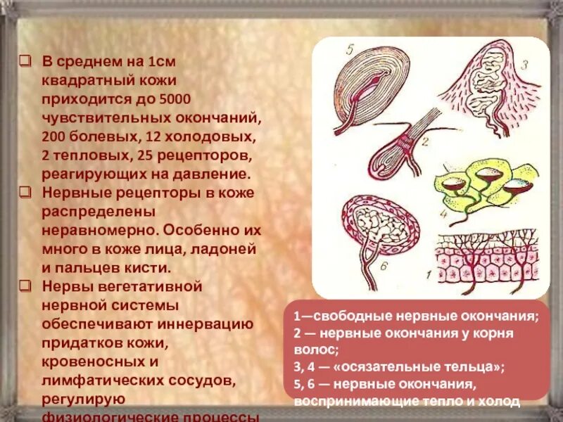 Рецепторы кожи. Рецепторы в коже распределены неравномерно. Нервные окончания рецепторы кожи. Виды и количество рецепторов кожи.