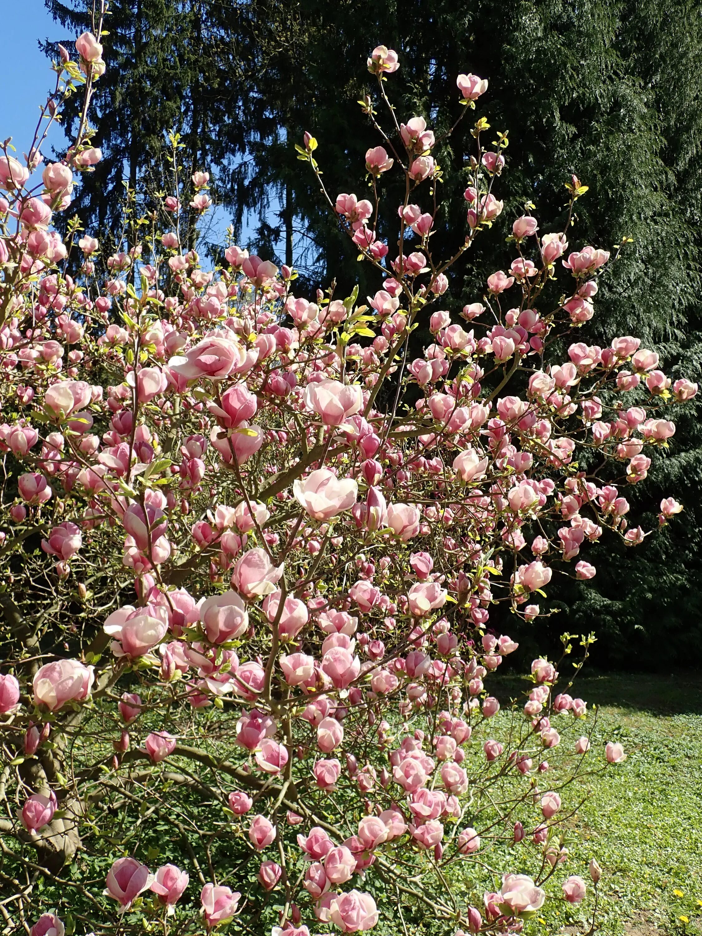 Рустика рубра. Магнолия Суланжа (Magnolia soulangeana). Магнолия Rustica rubra. Магнолия Суланжа Rustica rubra. Магнолия Суланжа Рустика Рубра.