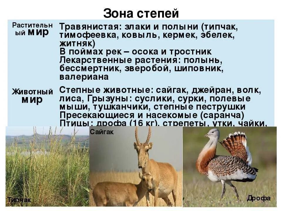 Какие животные являются типичными обитателями зоны степей. Доклад про степь. животные степи презентация. сообщение о зоне степей. интересные сведения о животных степи.