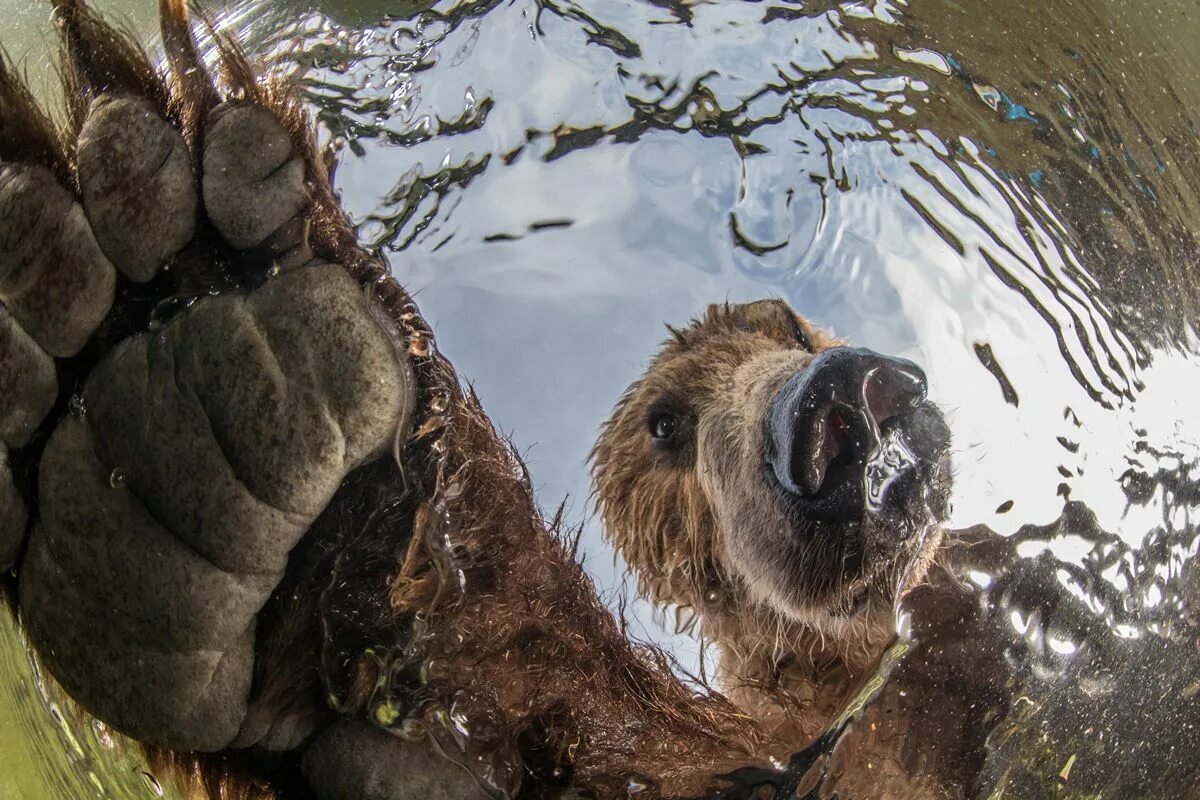 Фотографы дикой природы. Медведь в дикой природе.