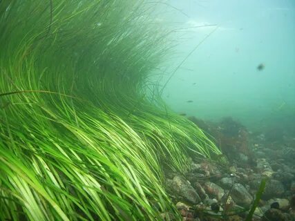 Какие водоросли не растут на большой глубине