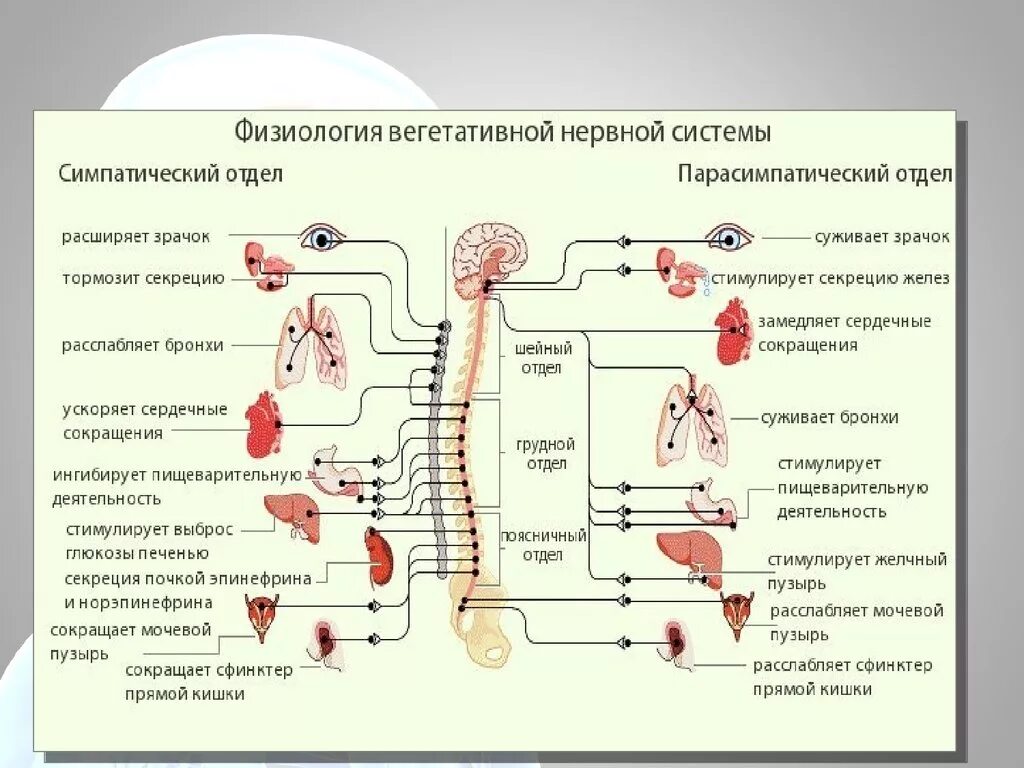 Центры парасимпатического отдела вегетативной нервной системы. Центры симпатической части вегетативной нервной системы находятся в. Центральный отдел вегетативной симпатической нервной системы. Симпатический отдел ВНС физиология.