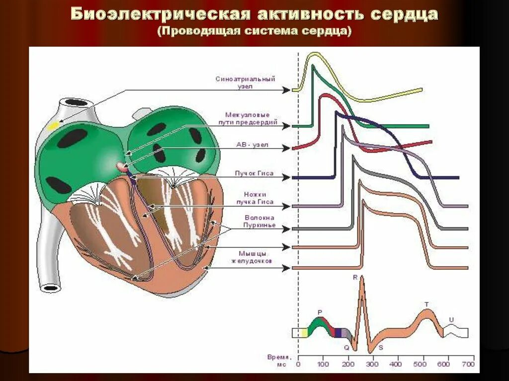 Активность сердца. Проводящая система сердца потенциал действия. Биоэлектрическая активность. Электрофизиология миокарда и проводящей системы сердца.