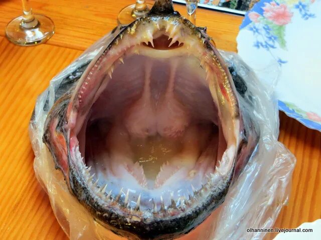 Рыба открыла рот. Рыба с открывающимся ртом. Вкус рыбы во рту