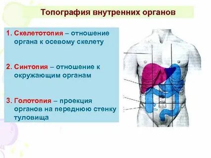 Стенки туловища