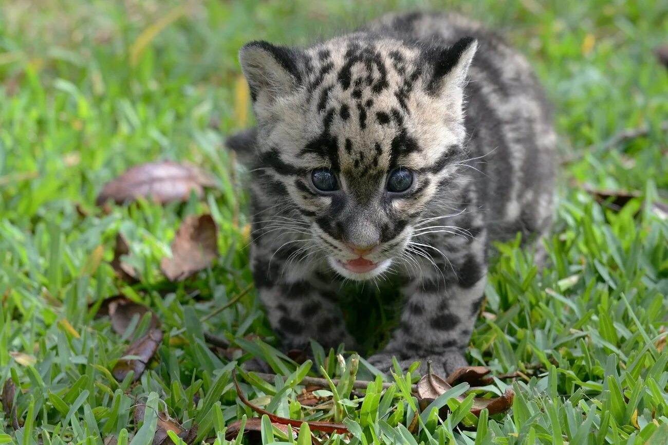 Clouded leopard