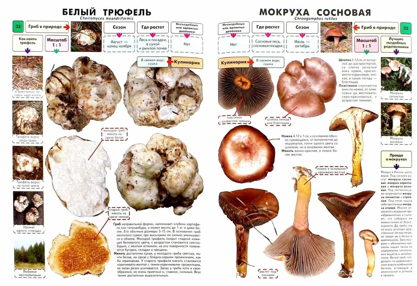 Рисунки съедобных грибов и несъедобных грибов с названиями. Грибы сьедлбные и несьедобныес названиями. Съедобные грибы названия с картинками и несъедобные грибы названия. Таблица съедобных грибов и несъедобных грибов с названиями. Съедобные грибы и несъедобные грибы названия.