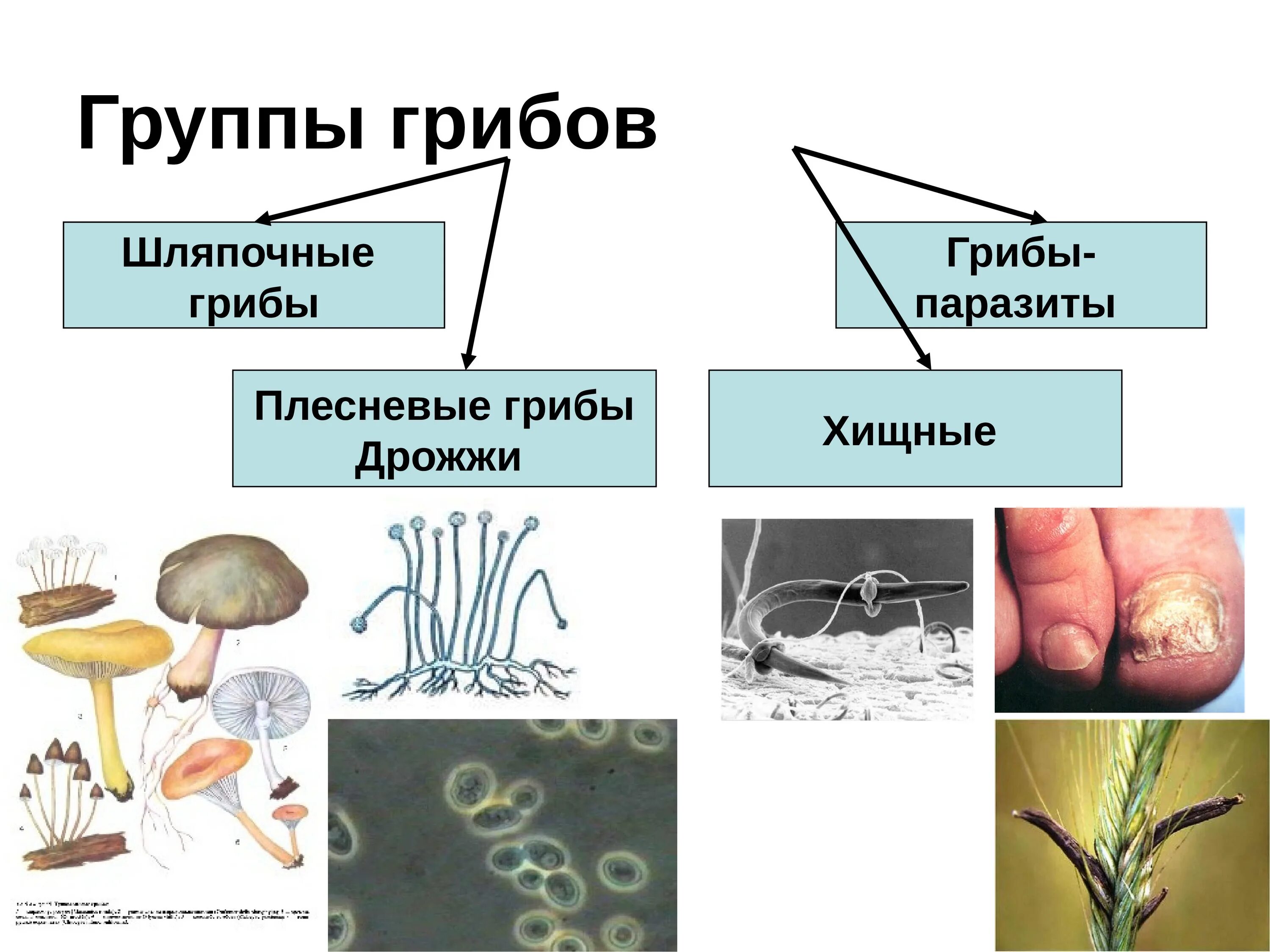 Какие есть группы грибов