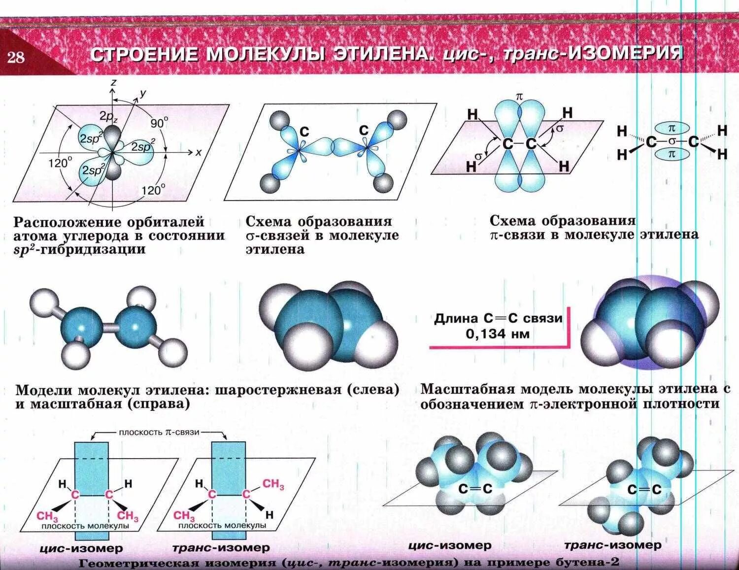 Пропен гибридизация. Пространственная форма молекулы этилена. Пространственное строение молекулы этилена. Электронное и геометрическое строение молекулы этилена. Строение молекулы этилена с2н4 (плоское тригональное).