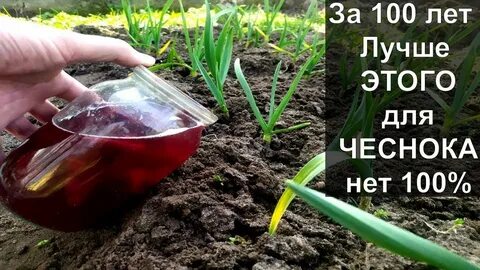 Полить настоем чеснока
