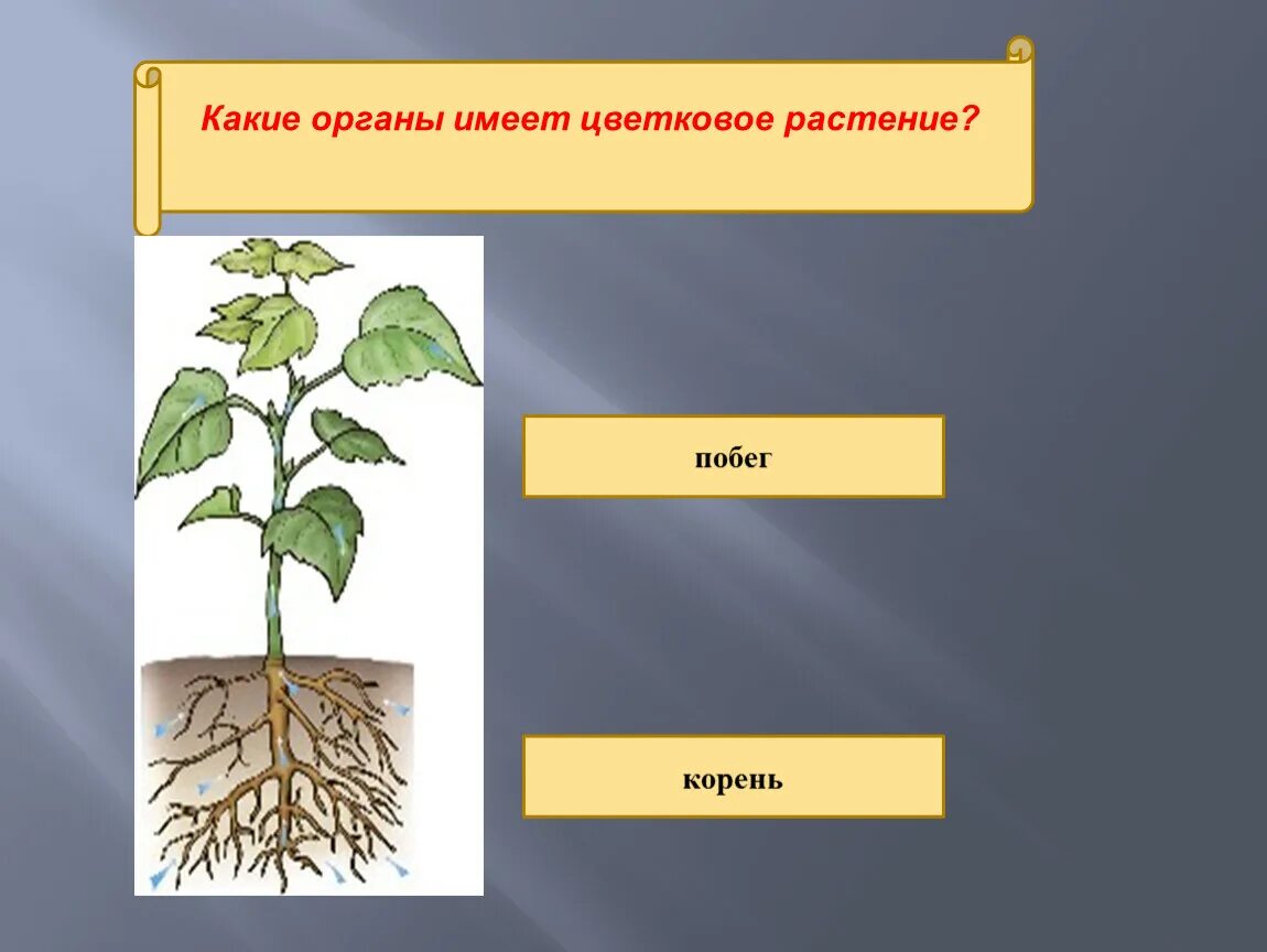 Маленький какой будет корень. Корни растений. Корни цветкового растения. Цветок побег корень. Органы растений корень.