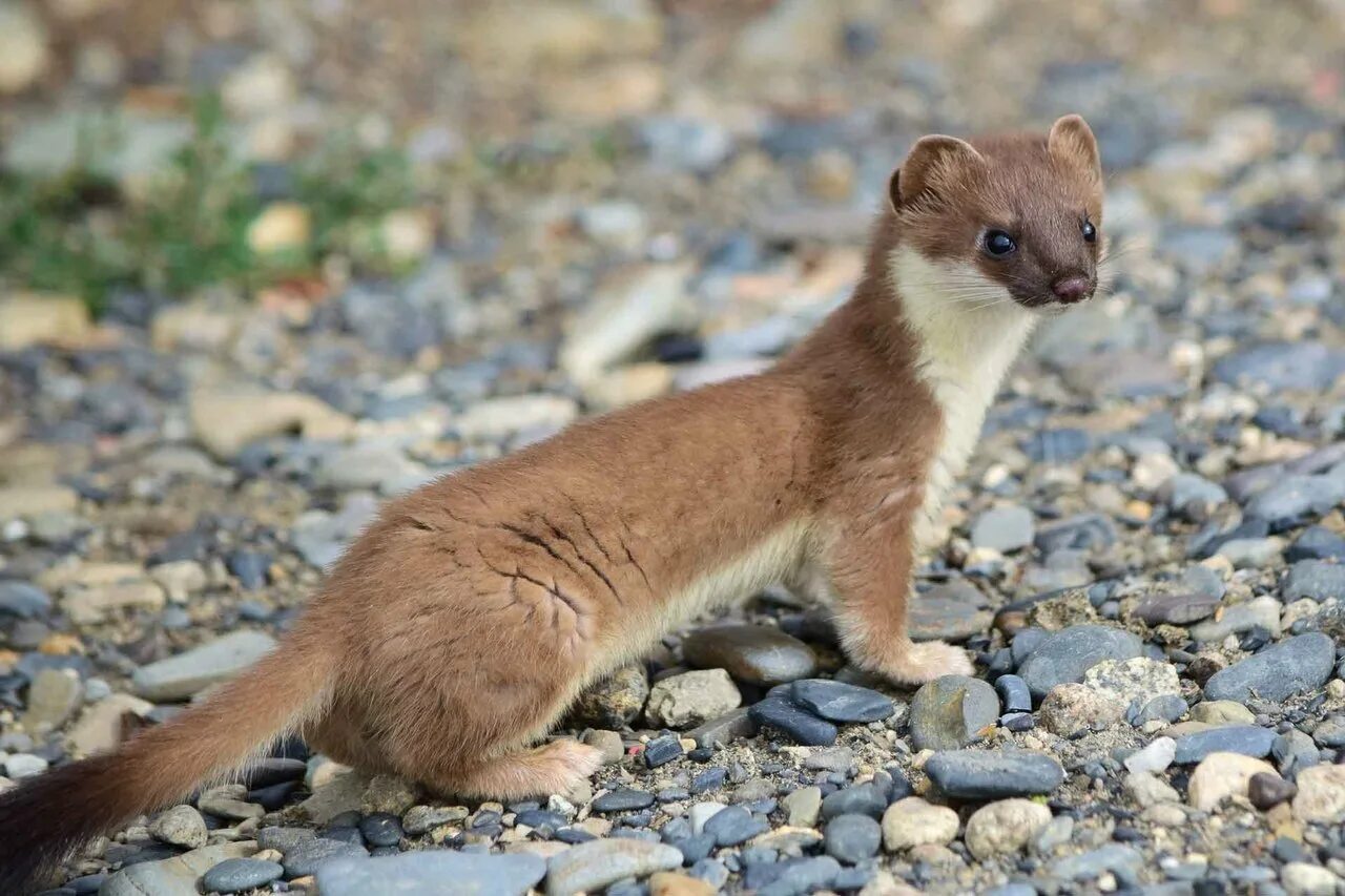 Горноста́й Mustela erminea. Хорек ласка куница норка. Восточно Сибирский горностай. Баргузинский заповедник солонгой.