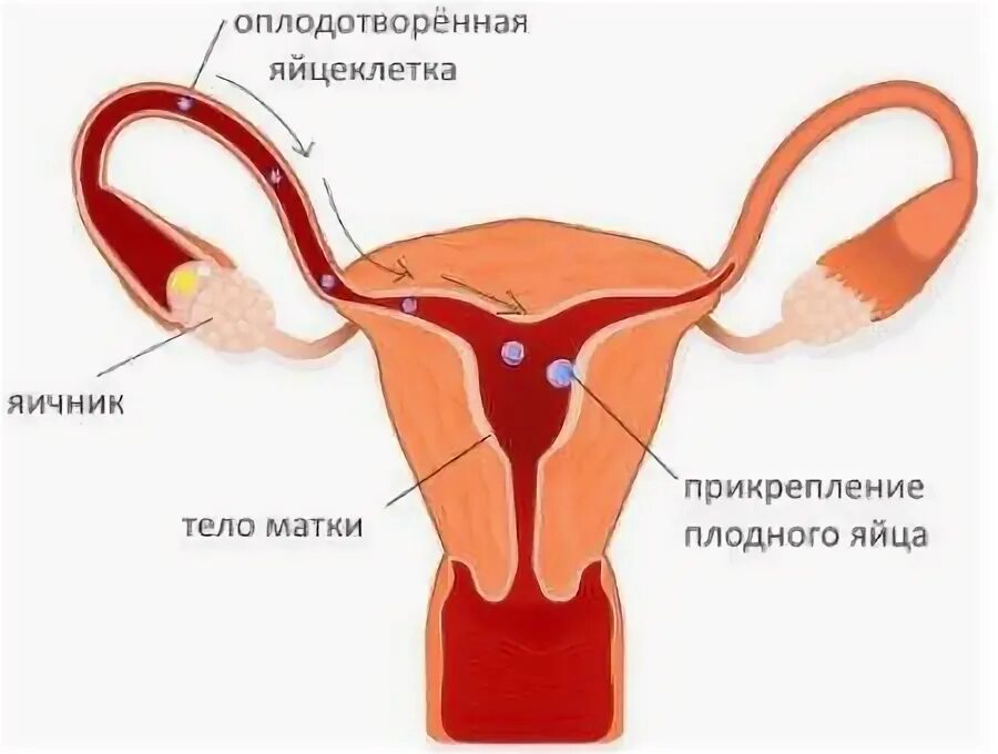 Как прикрепляется матка