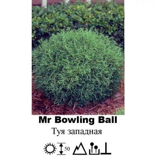 Туя западная Mr Bowling Ball C2 h30-35см w30-35см 376673 купить с доставкой в МЕ