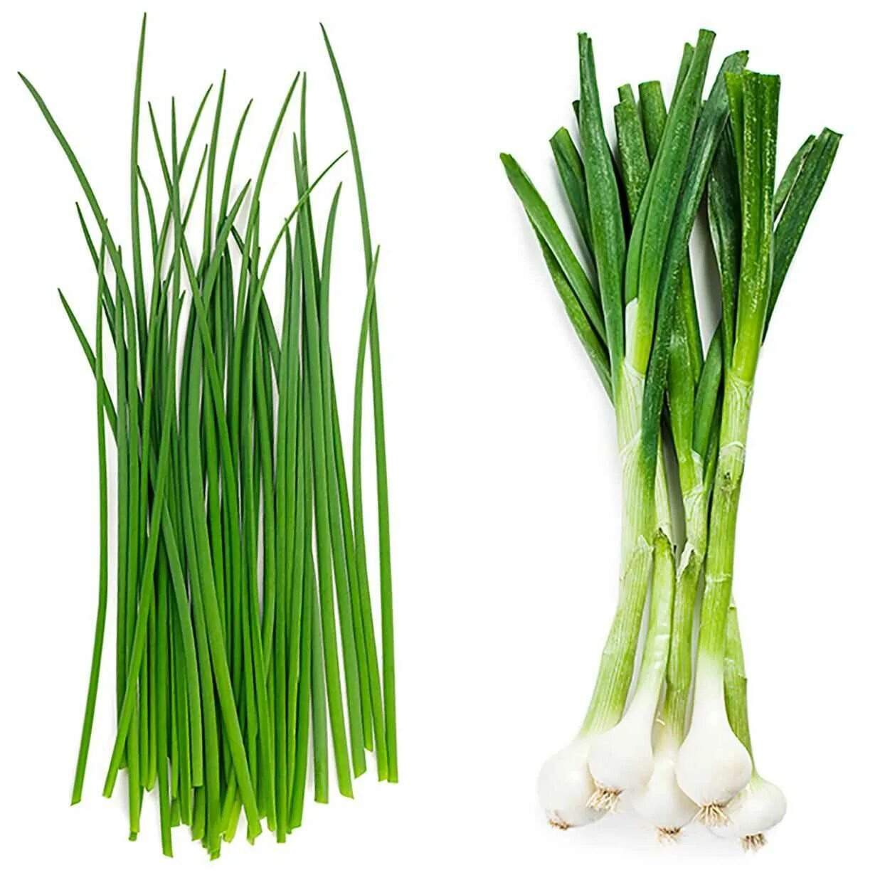 Лук зеленый свежий. Chives лук. лук джусай. лук скорода. лук-батун.