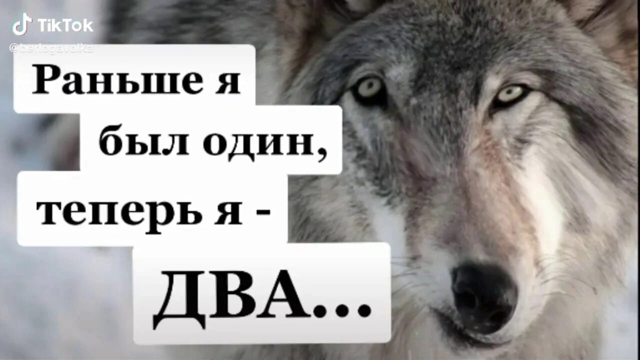 Безумно быть первым волк. Цитаты волка. Мемы с волками. Волк Мем. Мемы про Волков.