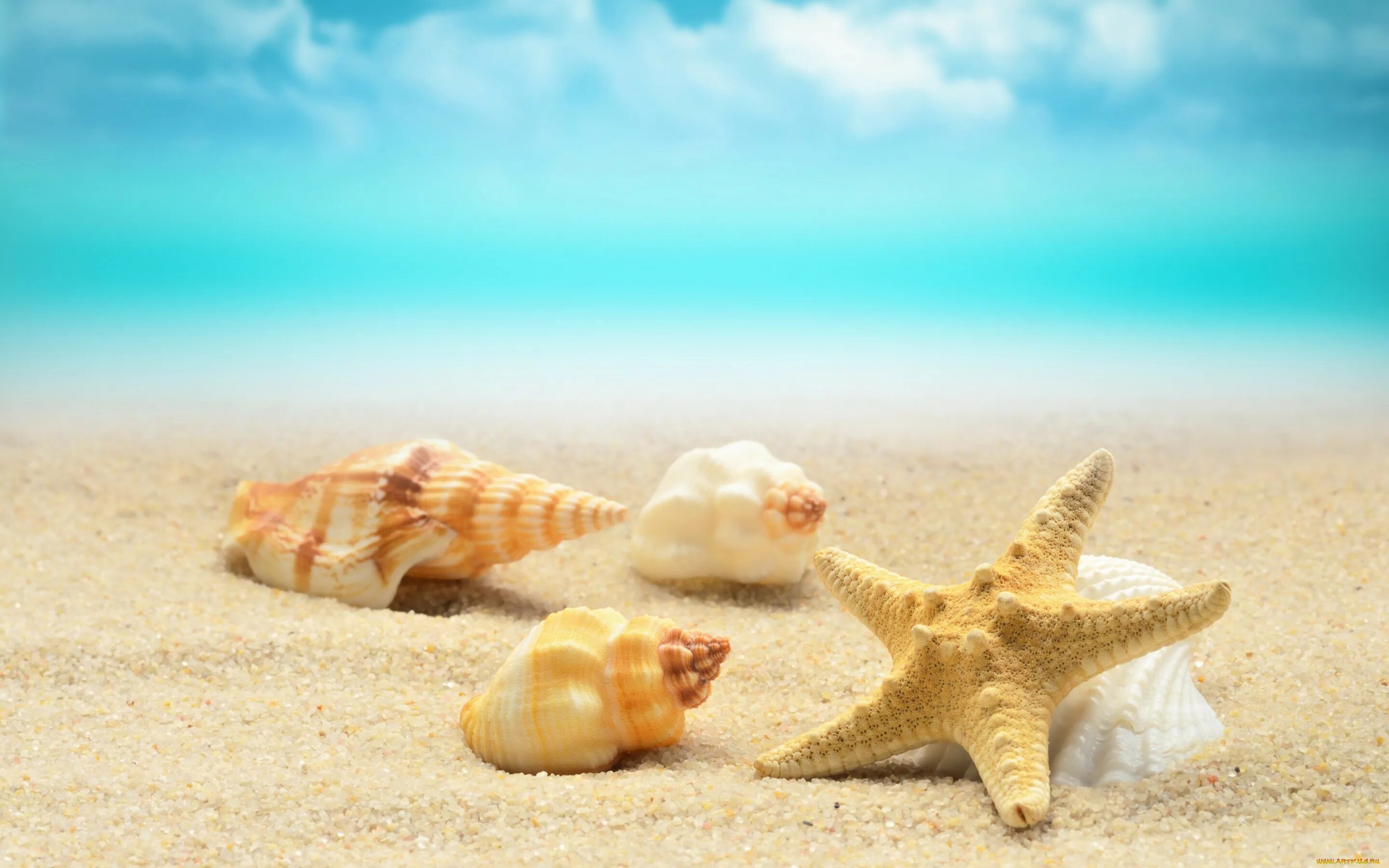Ракушки на берегу моря. Море песок. Пляж песок. Море песок ракушки.