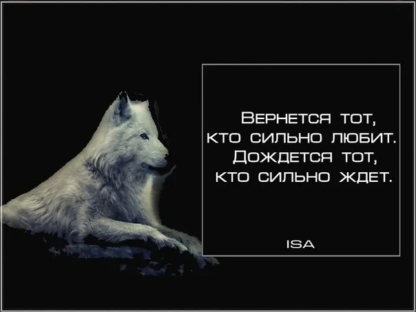 Думала волк. Думала волк. Волк. Умные мысли про волка. Думала волк.