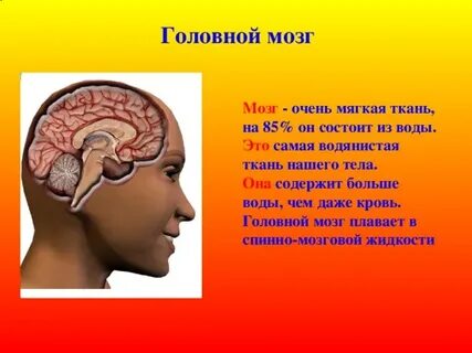 Из чего состоит мозг из жира