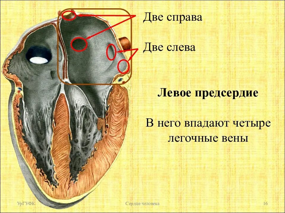 Левое предсердие анатомия. Предсердия сердца. Левое предсердие сердца. Сердце человека правое предсердие. 3 в левое предсердие впадают