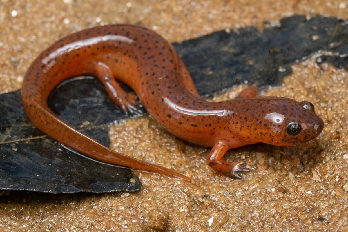 Восточноамериканские тритоны. Древняя греция тондо. Мраморный тритон. Знак тритона. Обыкновенный тритон.