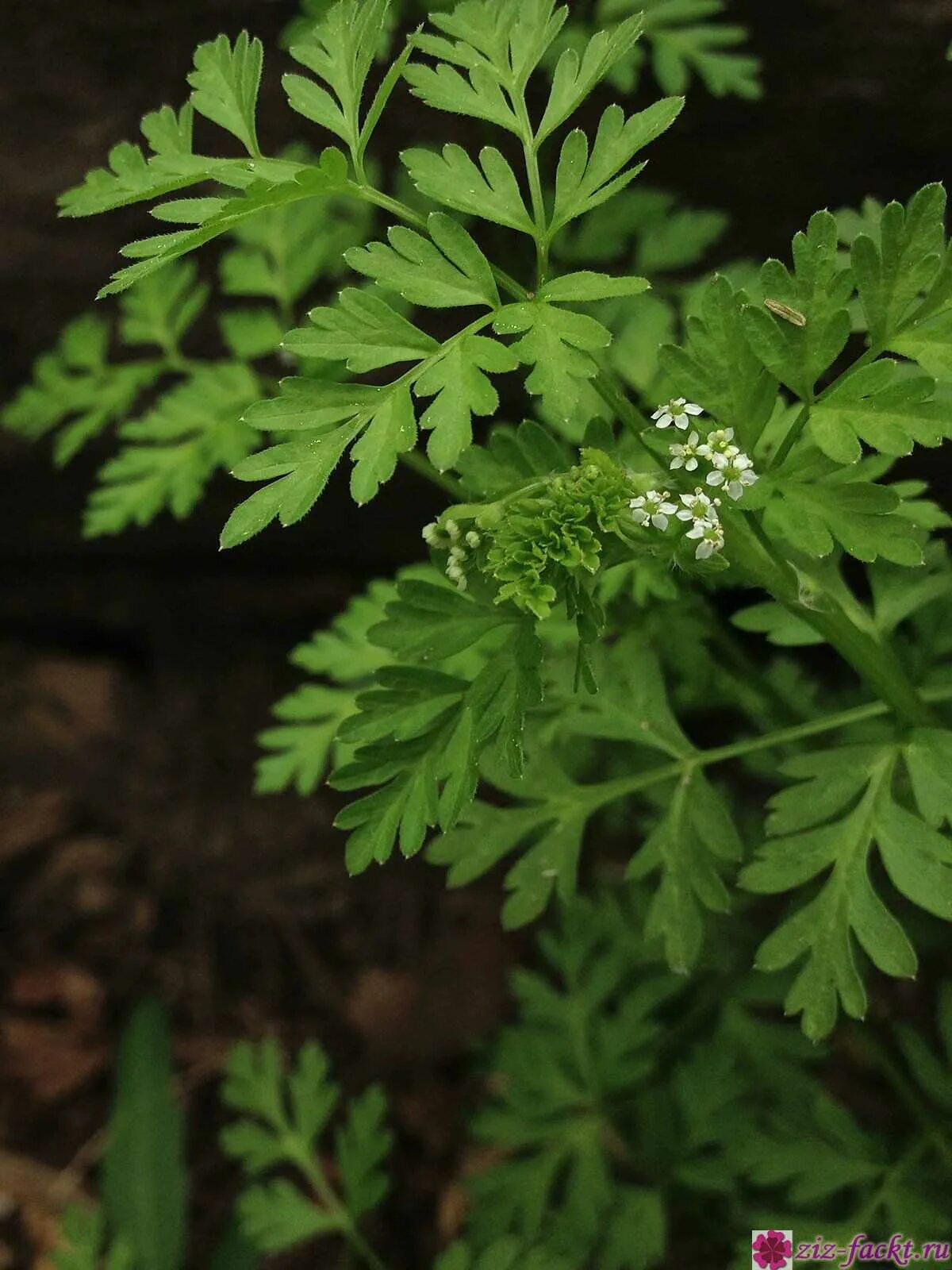 Растение с запахом петрушки. Растение с запахом петрушки. Горная кинза кервель. Петрушка кустовая. Петрушка узколистная.