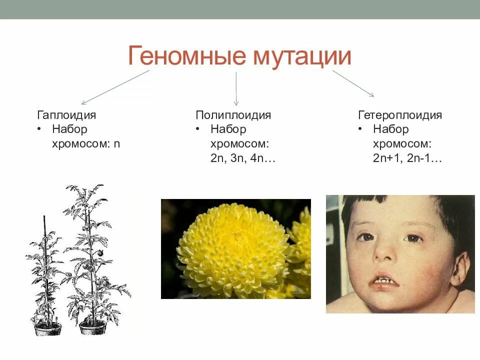 Полиплоидия синдром дауна. Гаплоидия полиплоидия гетероплоидия. геномные мутации полиплоидия гаплоидия анеуплоидия. гаплоидия геномная мутация. полиплоидия это хромосомная мутация.