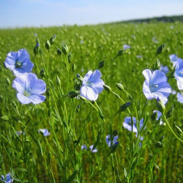 Лён обыкновенный (Linum usitatissimum l.). Лён посевно́й (Línum usitatíssimum). Лён обыкновенный долгунец. Цветет лён долгунец.