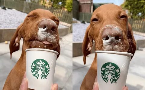 Как получить Pupuccino из Starbucks для собак.