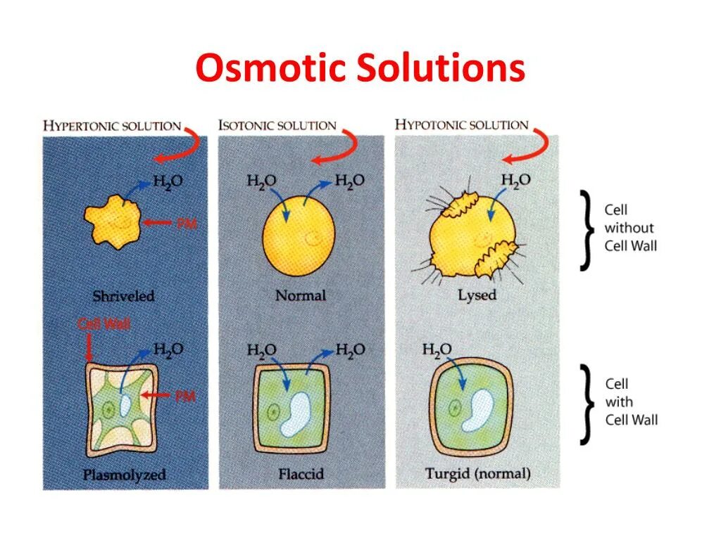 Cell solutions. Hypertonic hypotonic. hypertonic hypotonic isotonic. hypertonic solution. hypotonic solution in plant and animal cell.