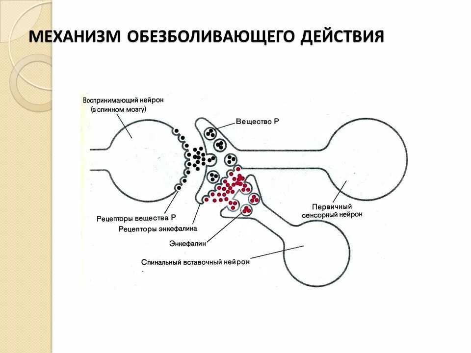 Эффект анестетика. Механизм местных анестетиков схема. Механизм действия болеутоляющих. Механизм обезболивающего действия. Механизм болеутоляющего действия.