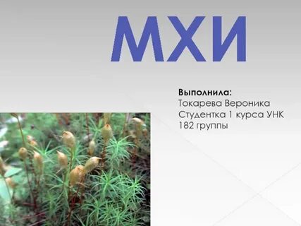 Презентация про мхи 7 класс