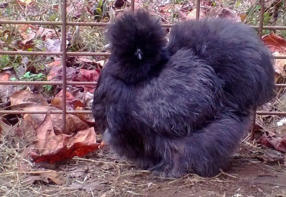 Китайская шелковая (Silkie Bantam). Китайская шелковая куропатчатая. Китайская шелковая голошейка. Китайская шелковая Сплеш.