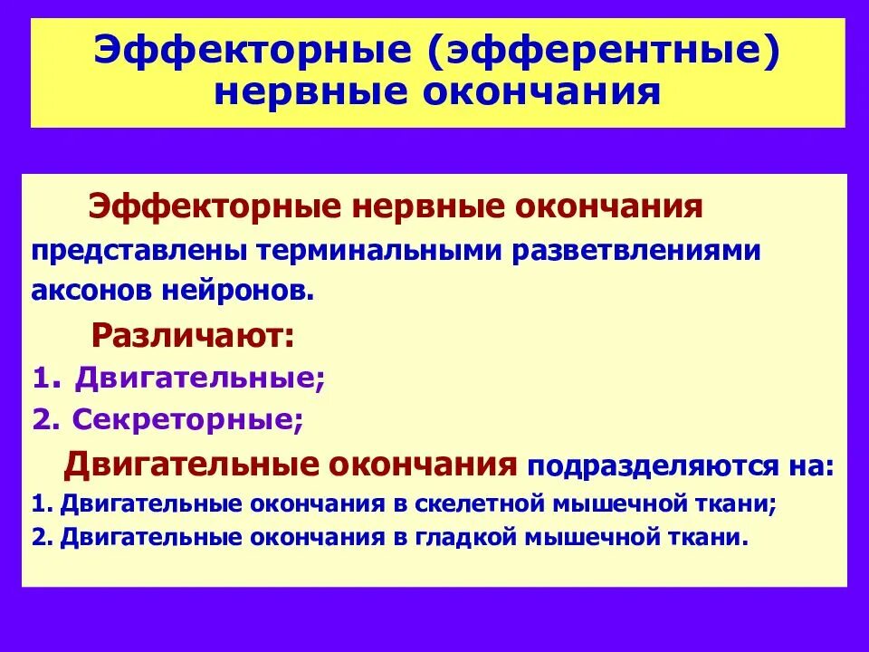 Эффекторные окончания двигательные и секреторные. Эффекторные нервные окончания. Двигательные эффекторные нервные окончания. Эффекторные нервные окончания гистология.