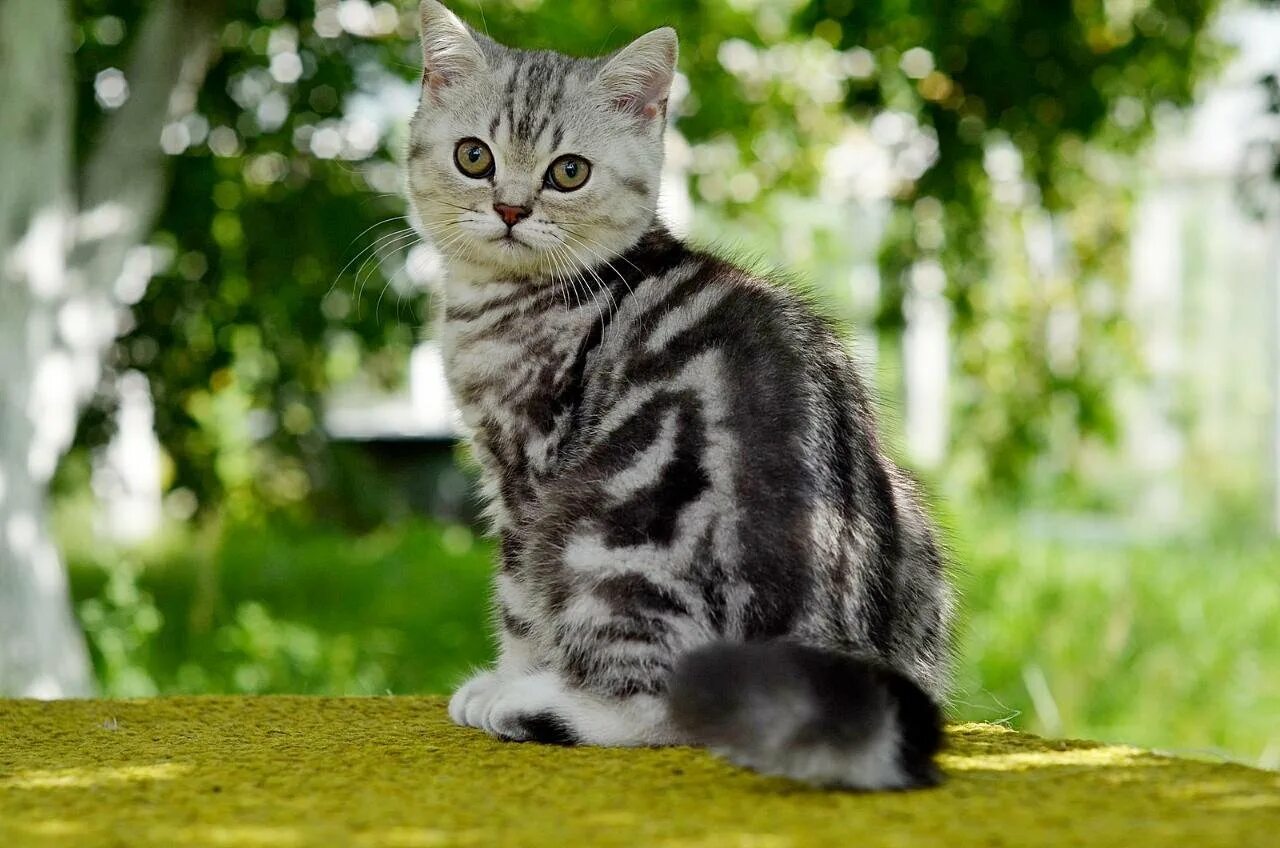 Мраморный окрас кошек. Мраморный британец. британская мраморная кошка. кошка мраморная шотландка. мраморные котята.