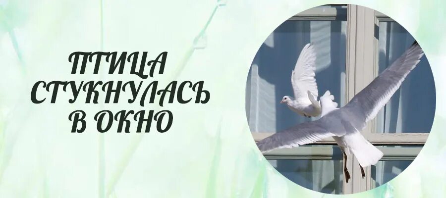 Птица ударилась в окно и улетела примета. Примета голубь ударился в окно. Птица в окно врезалась и улетела примета. Птица стукнулась в окно.