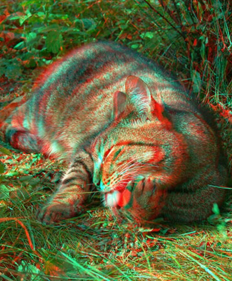 Две зд