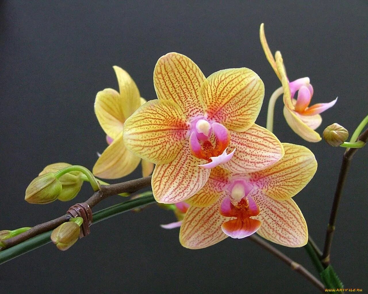 Фаленопсис пиниф. Орхидея фаленопсис. Фаленопсис примавера. Орхидея фаленопсис каскад. Орхидея монако.