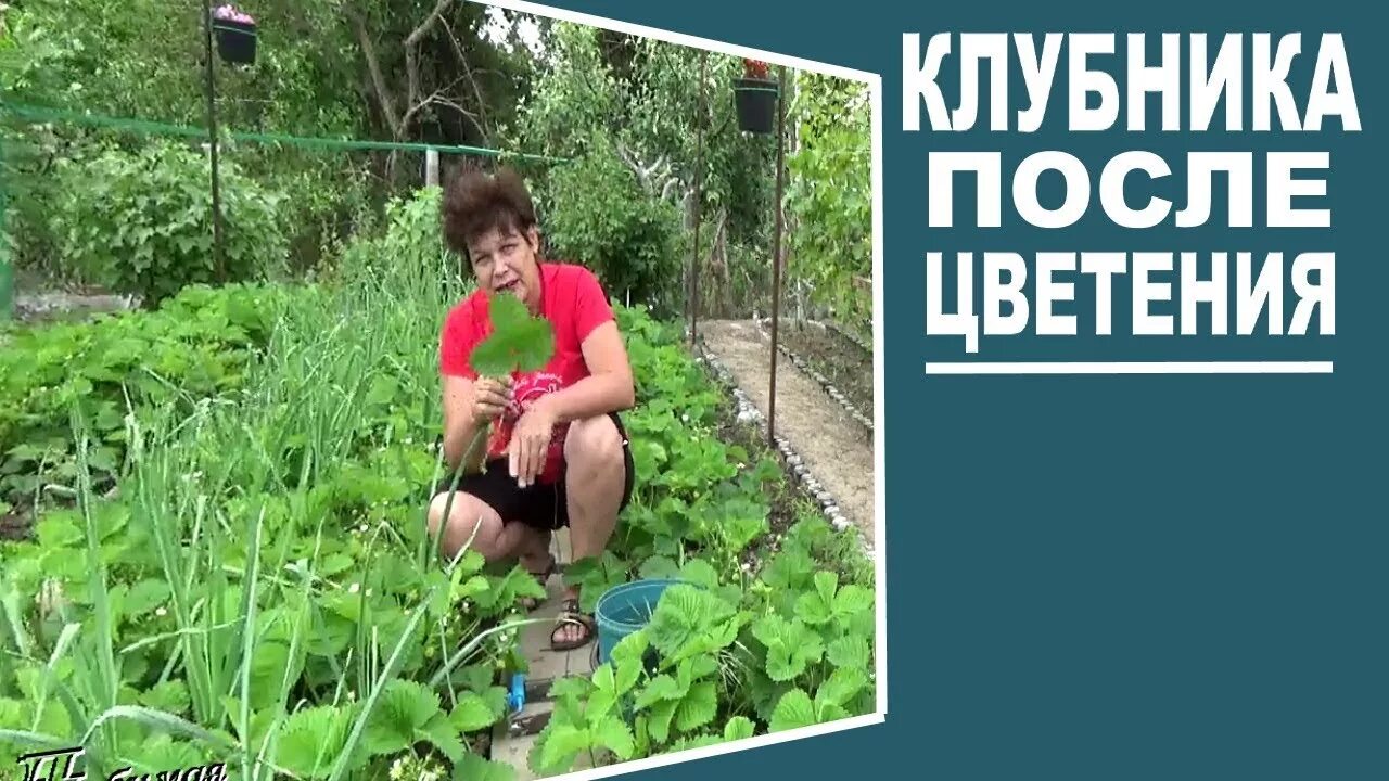 Можно ли брызгать клубнику во время цветения