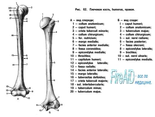 Плечевая кость латынь. Плечевая кость строение на латинском. Строение плечевой кости на латинском. Строение плечевой кости на латыни. Плечевая кость анатомия латынь и русский.