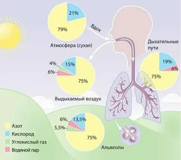 Воздух содержит много