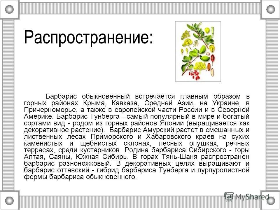 Иов-малыш(барбарис комп)гран 20г. Гранулы иов-малыш инструкция. ) гран. Лекарство из барбариса. Коньяк барбарисовый.