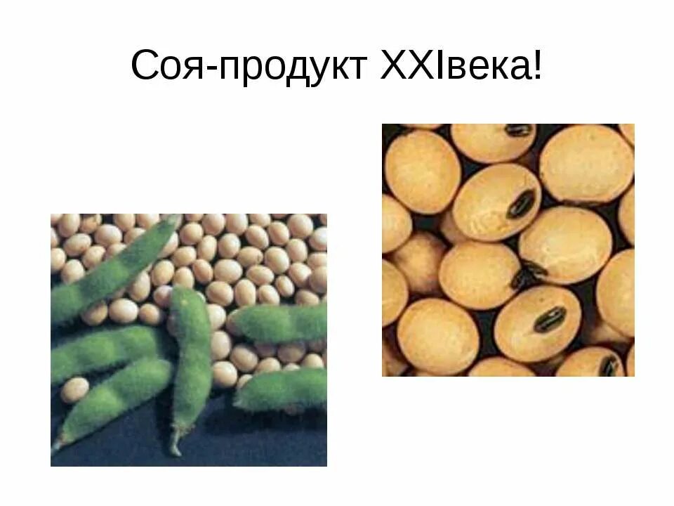 Сои 19. Что такое соя продукт. гмо соя. без сои и гмо. соя и продукты его переработки.