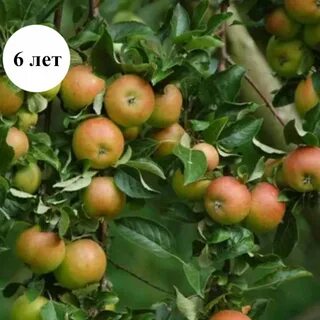 Селекции плодовых культур