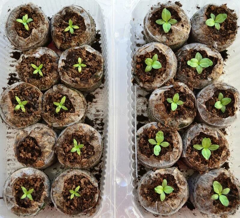 Посев эустомы на рассаду. Как правильно посадить эустому в таблетки. Рассада эустомы в торфяных таблетках. Эустома рассада перевалка. Эустома рассада в торфяных таблетках.