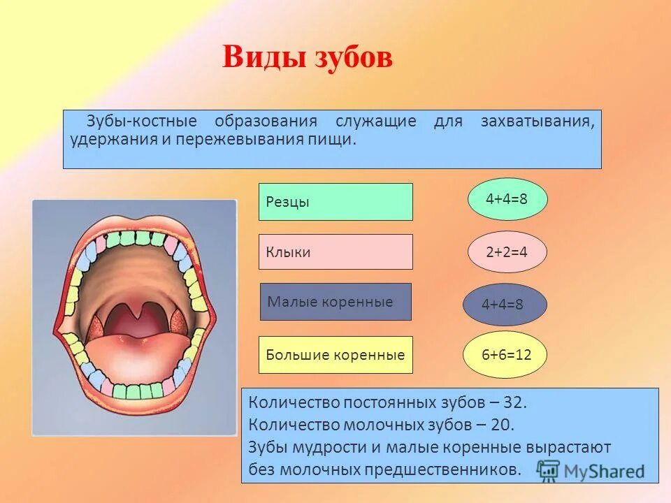 Виды зубов. Зубы человека. Функции зубов резцы клыки и коренные. Зубы человека виды.