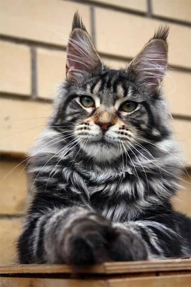 Мейн кун рыжий. Коты мейн куны видео. Мейн-кун. Кошка мейн кун. Мейн-кун.