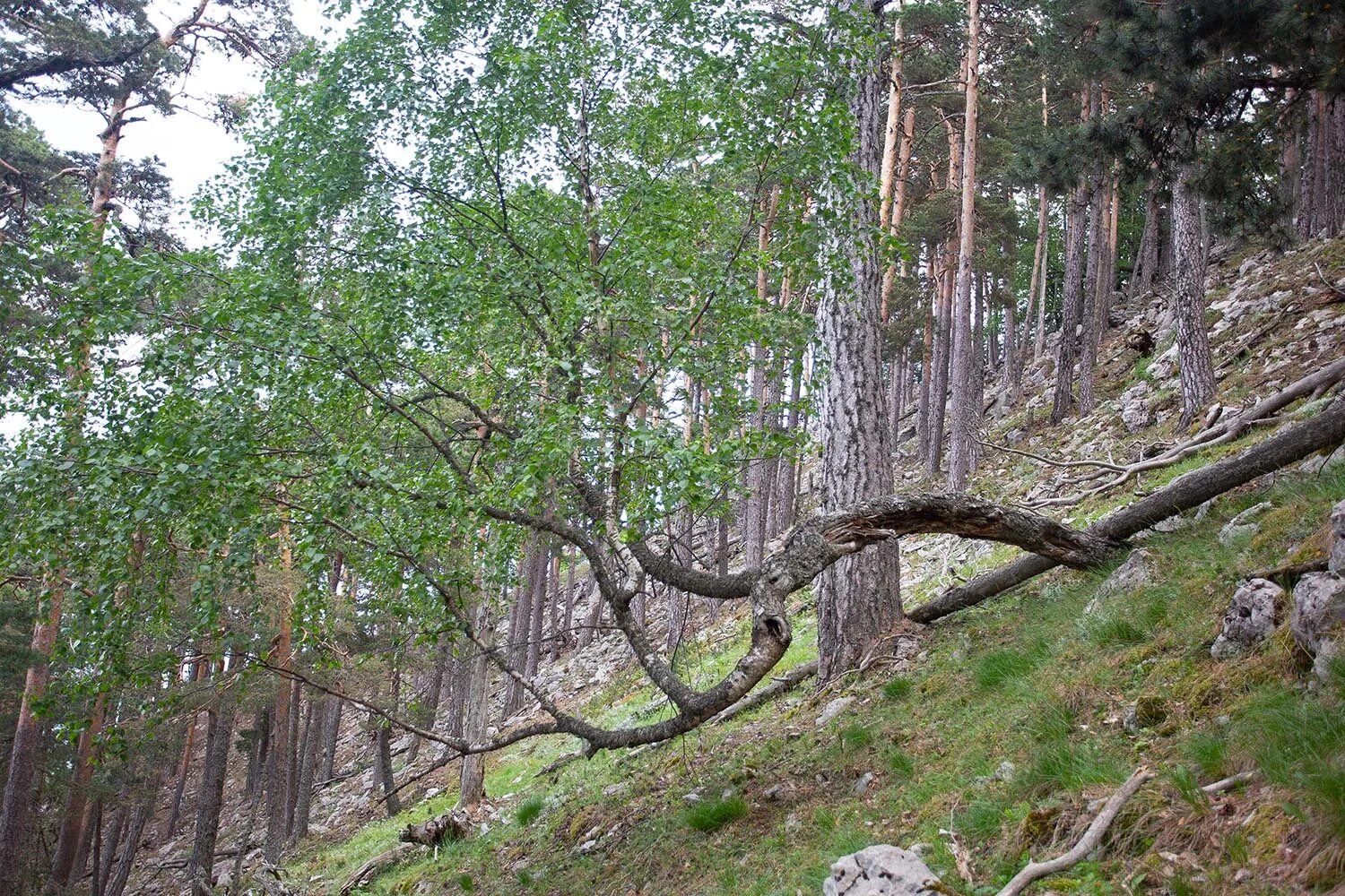 Реликтовая береза Крым. Реликтовая береза Медведева (Betula medwedewii). Березовое криволесье на Соловках. Березовое криволесье в Хибинах. Березка крым